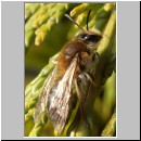 Andrena mitis - Sandbiene w01 12mm.jpg